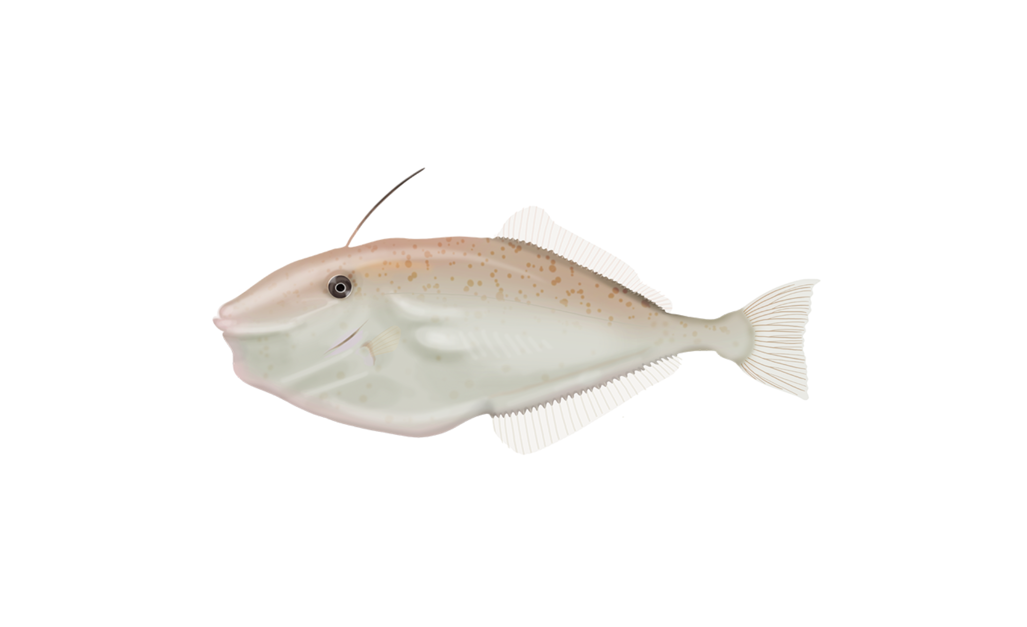 Unicorn Leatherjacket